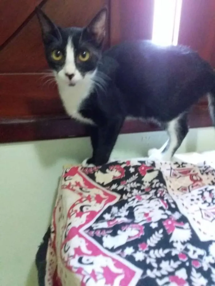 Gato raça Srd idade 2 a 6 meses nome Luca