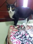 Luca