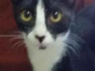 Gato raça Srd idade 2 a 6 meses nome Luca