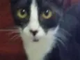 Luca
