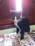 Luca