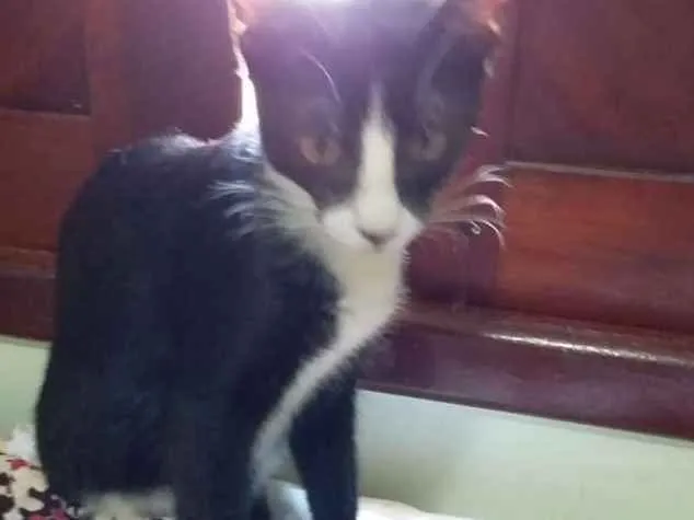 Gato raça Srd idade 2 a 6 meses nome Luca