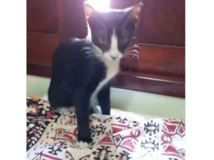Gato raça Srd idade 2 a 6 meses nome Luca