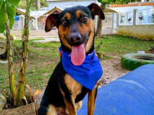 Cachorro raça srd idade 1 ano nome Hugo