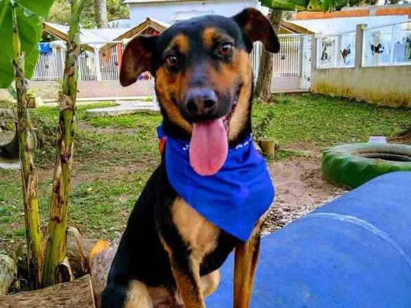 Cachorro ra a srd idade 1 ano nome Hugo