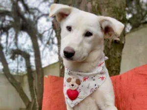 Cachorro raça srd idade 2 a 6 meses nome Litha