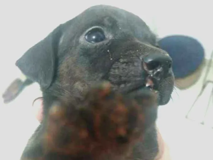 Cachorro ra a SRD idade Abaixo de 2 meses nome Sem nome