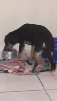 Bolinha