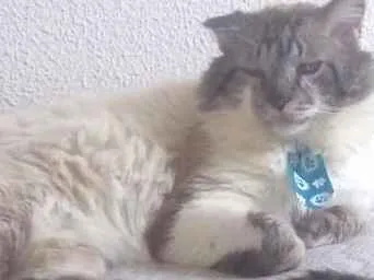 Gato ra a Cisnes mestiço idade 2 a 6 meses nome Nike