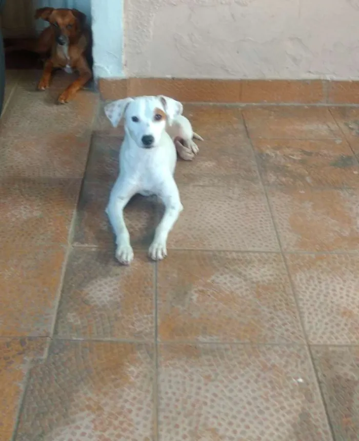Cachorro ra a SRD idade 2 anos nome Clara