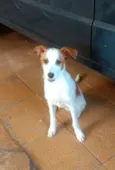 Snoopy