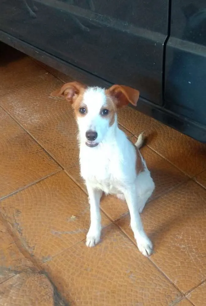 Cachorro ra a SRD idade 2 a 6 meses nome Snoopy