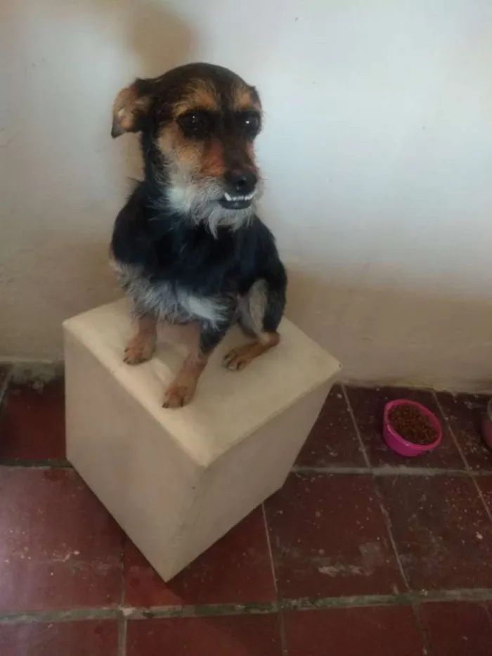 Cachorro ra a Srd idade 1 ano nome Pitty