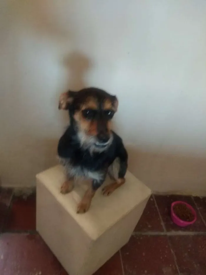 Cachorro ra a Srd idade 1 ano nome Pitty