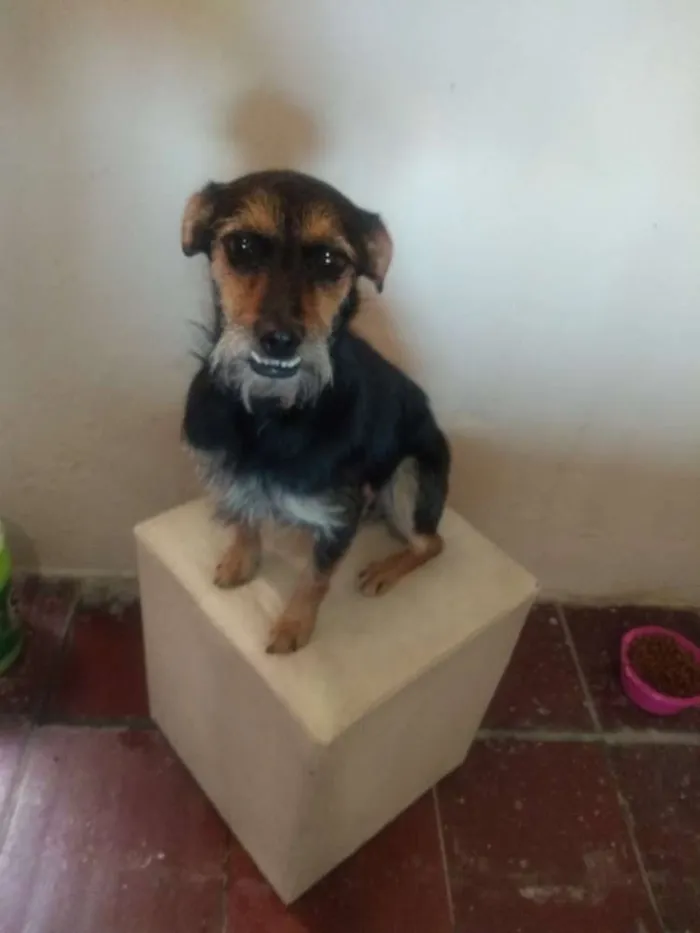 Cachorro ra a Srd idade 1 ano nome Pitty