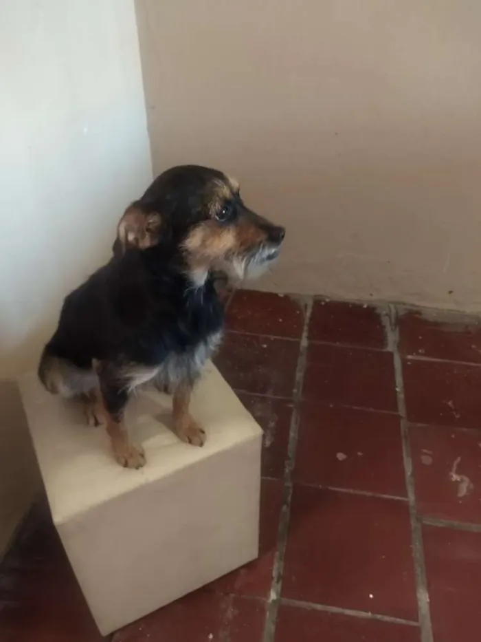 Cachorro ra a Srd idade 1 ano nome Pitty