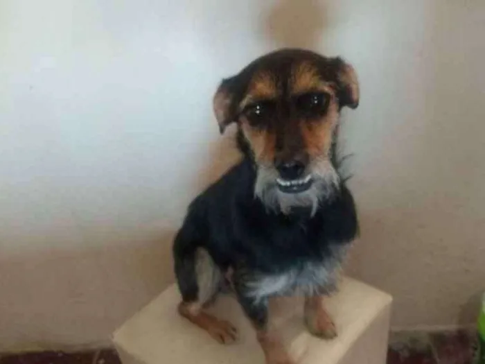 Cachorro ra a Srd idade 1 ano nome Pitty