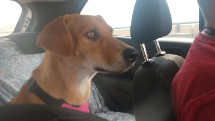 Cachorro ra a Srd idade 2 anos nome Luana