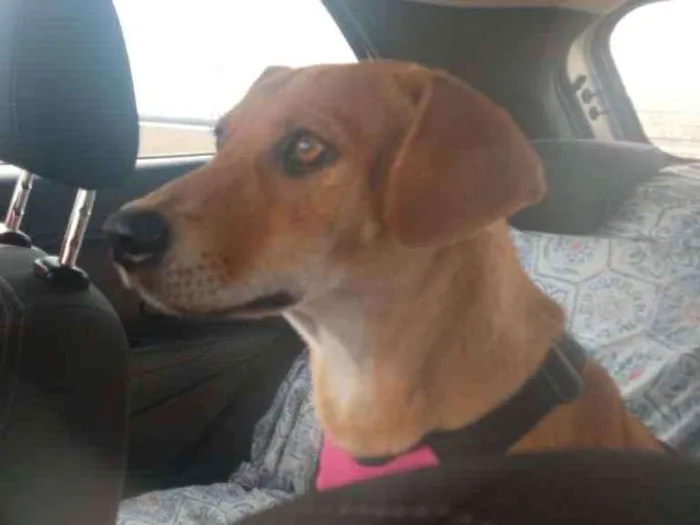 Cachorro ra a Srd idade 2 anos nome Luana