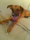 Dalila