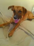 Dalila