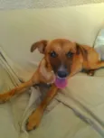 Dalila