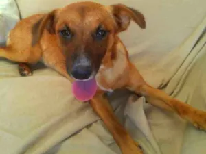 Cachorro raça SRD idade 2 a 6 meses nome Dalila
