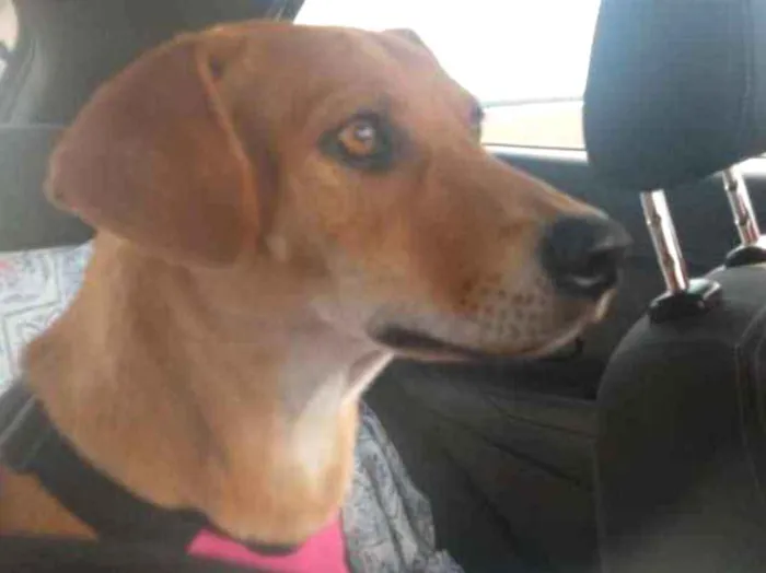 Cachorro ra a Srd idade 2 anos nome Luana