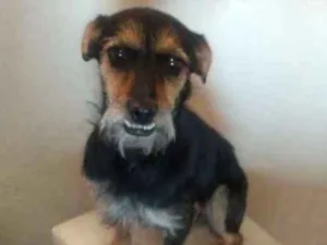 Cachorro raça Srd idade 1 ano nome Pitty