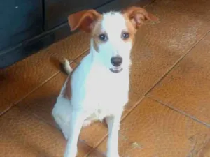 Cachorro raça SRD idade 2 a 6 meses nome Snoopy