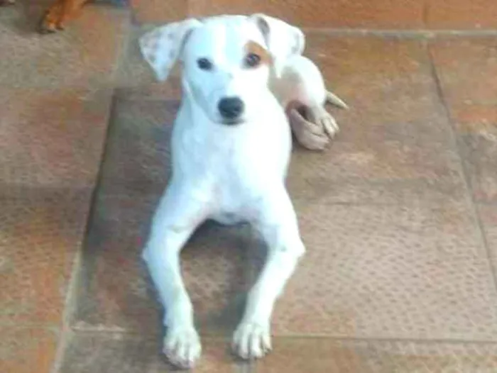 Cachorro ra a SRD idade 2 anos nome Clara