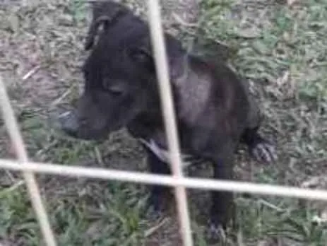 Cachorro ra a Srd idade 2 a 6 meses nome Você escolhe