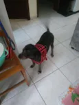 Hatchi