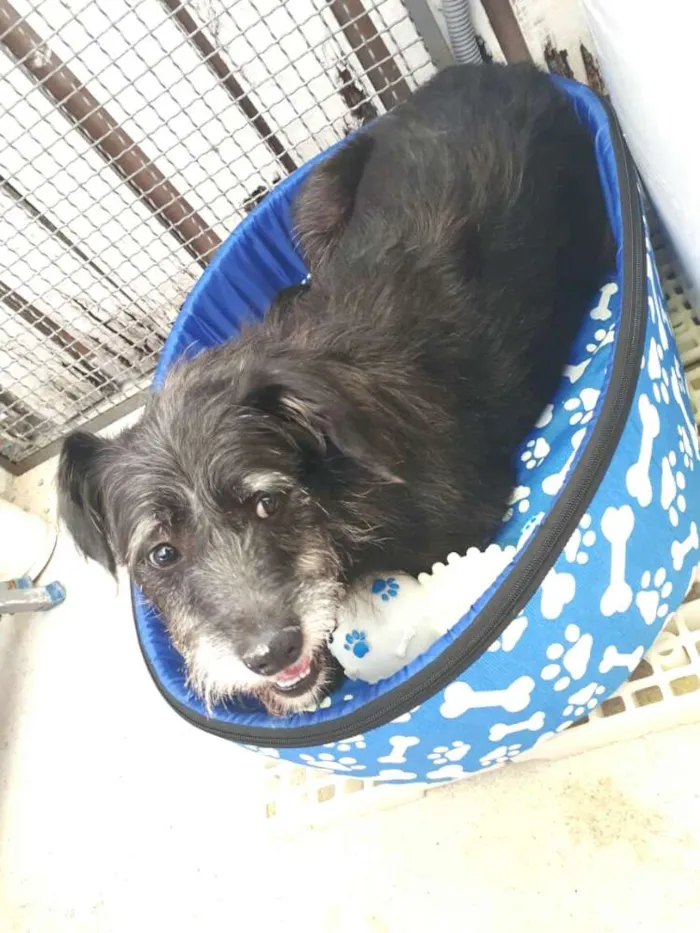 Cachorro raça  idade 2 anos nome Bob ( estopinha)