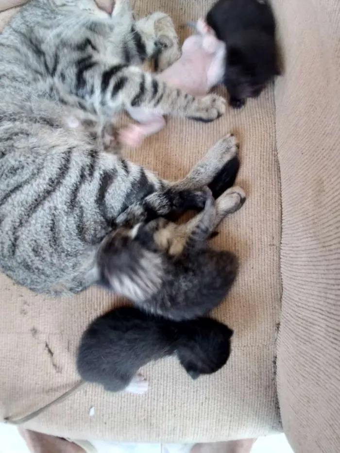 Gato ra a Comum idade Abaixo de 2 meses nome Não tem