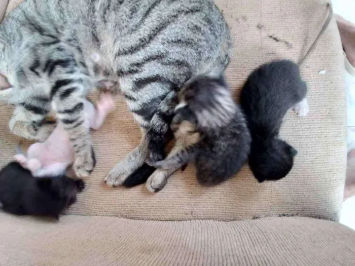 Gato ra a Comum idade Abaixo de 2 meses nome Não tem