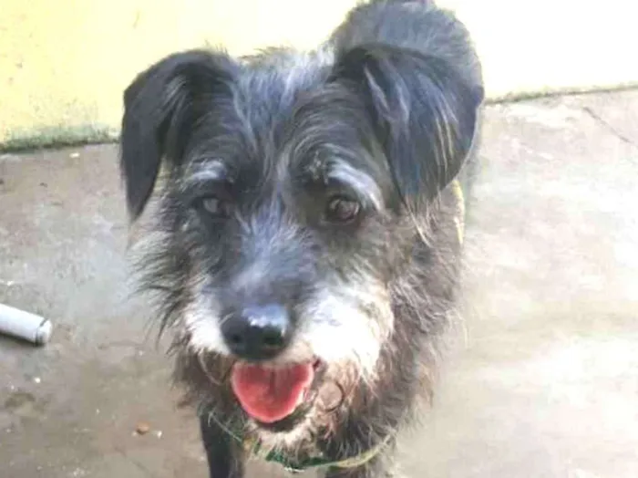 Cachorro raça  idade 2 anos nome Bob ( estopinha)