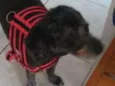 Hatchi