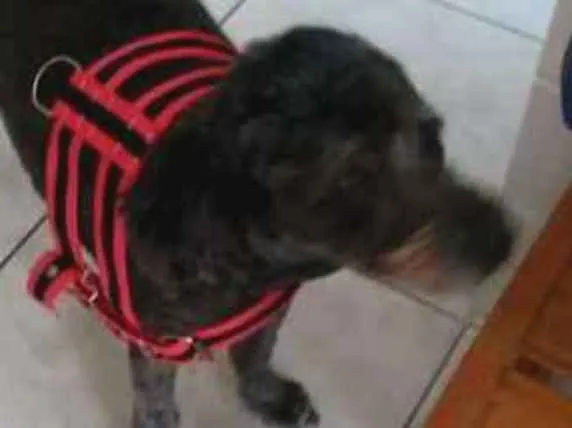 Cachorro ra a Poodle idade 5 anos nome Hatchi