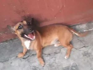 Cachorro raça Salsicha com vira-lata  idade 2 anos nome Booby