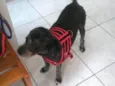 Hatchi