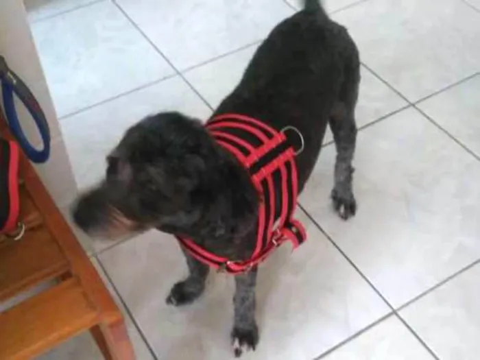Cachorro ra a Poodle idade 5 anos nome Hatchi