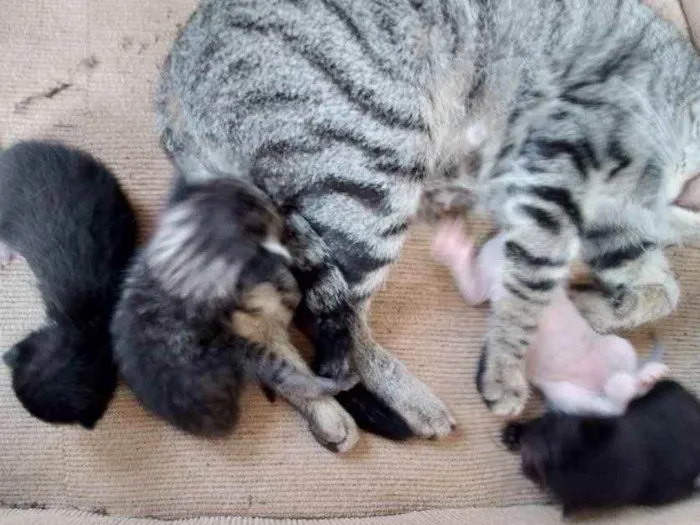 Gato ra a Comum idade Abaixo de 2 meses nome Não tem