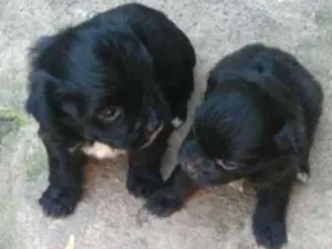 Cachorro raça indefinida  idade Abaixo de 2 meses nome filhote 