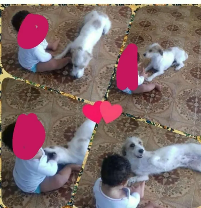 Cachorro ra a  idade 6 ou mais anos nome Bela