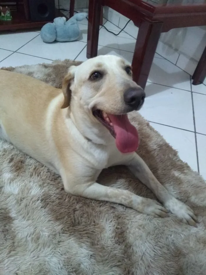 Cachorro ra a Labrador/SRD idade 1 ano nome Eros 
