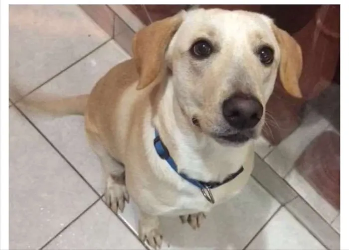 Cachorro ra a Labrador/SRD idade 1 ano nome Eros 
