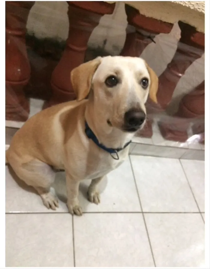 Cachorro ra a Labrador/SRD idade 1 ano nome Eros 