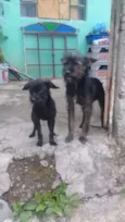 Pandora e toto