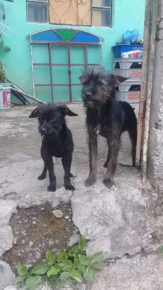 Cachorro raça Vira lata  idade 1 ano nome Pandora e toto